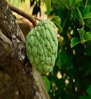 6 Benefits Of Consuming Sitaphal During Summer