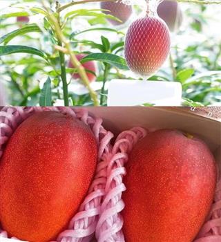 Most expensive mangoes