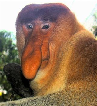 Interesting facts about Proboscis monkey