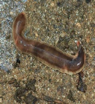 Surprising facts about flatworm