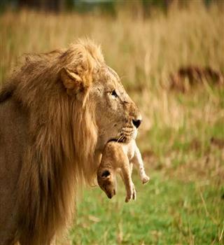 Animals That Eat Their Babies