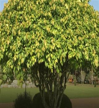 10 Health and Beauty Benefits of Peepal Tree