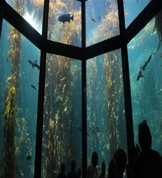 Top 10 Largest Aquariums in the World