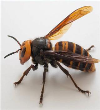 10 Deadliest Insects in the Animal Kingdom