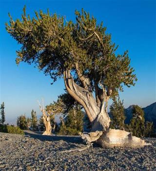 Oldest trees in the world