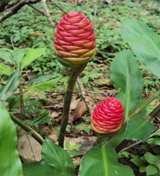 Unique plant Zingiber Zerumbet