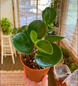 10 reasons why the Rubber plant is the perfect indoor plant