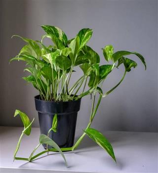 Why money plant is auspicious?