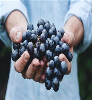 Facts you should know about black grapes
