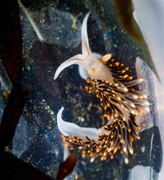 Cute looking Sea slugs