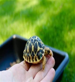 Indian star tortoise
