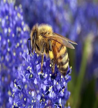 Here are the best flowers for honeybees