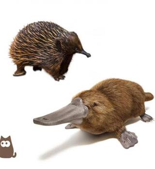 Mammals that can lay eggs