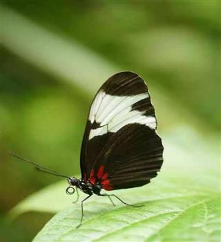 Beautiful Butterflies to See in the World