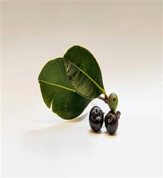 7 Health Benefits of Jamun (Black Plum)