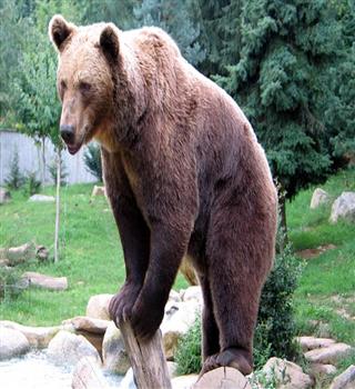 Top 8 Species Of Bear In The World