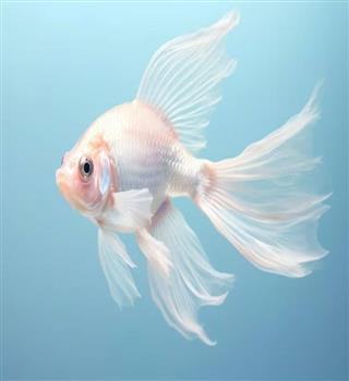 Do fish sleep with their eyes open?