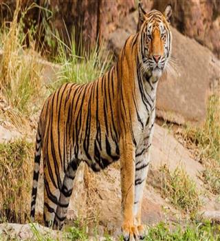 Why did the tiger become the national animal of India?