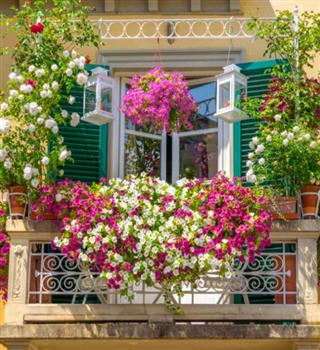 7 Best Creepers for Your Balcony