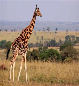 10 animals with unique eating habits