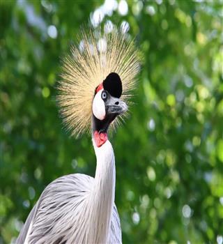 6 Indian Birds Facing Extinction