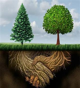 Is it true that trees talk to each other?