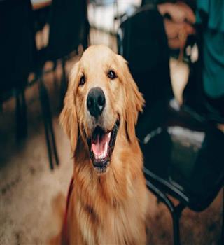 5 animals that could be your good friends