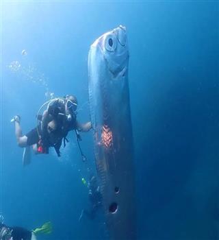 Beautiful Oarfish!