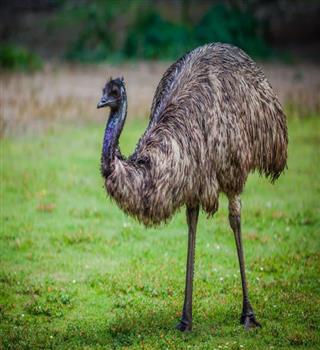 Ever heard of the Emu bird?