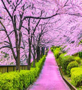 10 Extremely Beautiful Flowers That Seem Almost Unreal