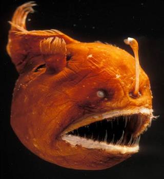 Bizarre facts about angler fish