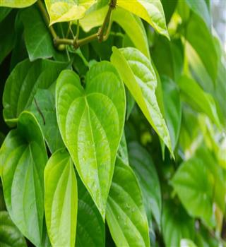 Does chewing paan leaves post-meal help?