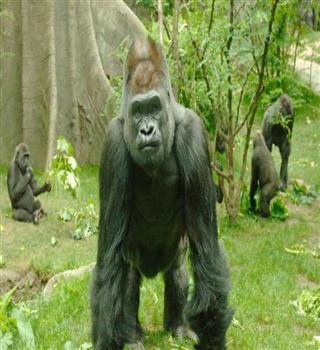 5 Intresting facts about apes