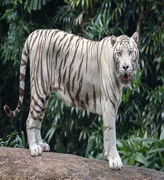 Facts about white tiger