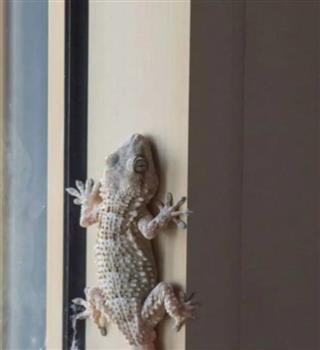 8 tips to control lizards and insects at home in summer days