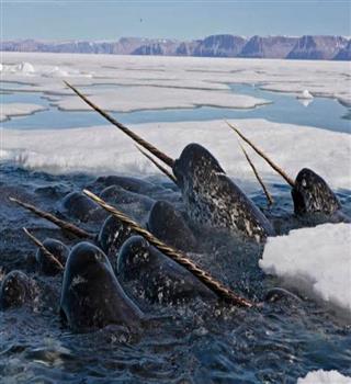 Do you know about Narwhal?