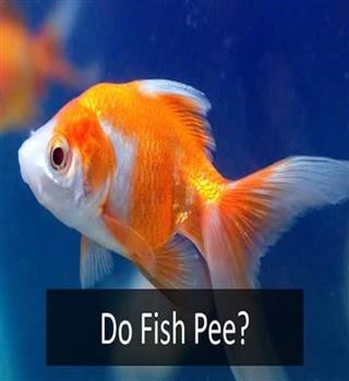 Do fish pee?
