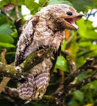 Bizarre bird great potoo