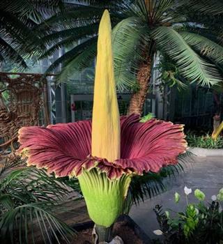 Bizzare Corpse flower