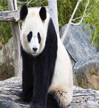 Is a panda a carnivore?