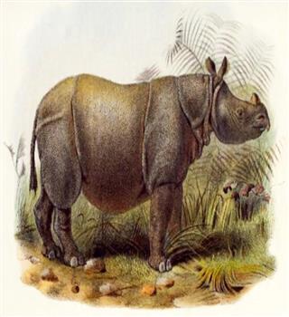 10 Animal Species That Might Disappear From The Earth Soon