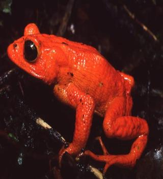 5 Animals That Went Extinct in the Last Decade