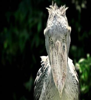 Did you know about Shoebill?