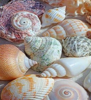 Five things you didn't know about conch