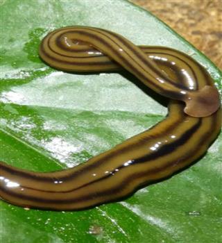 10 Animals That Survive Without Oxygen Deep Below or Frozen
