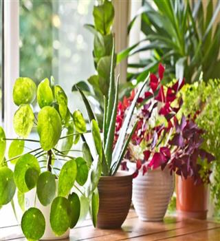 10 NASA-Recommended Air Purifying Plants
