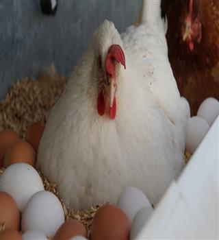 Is broiler eggs healthy to eat?