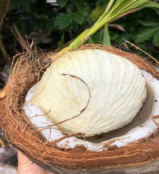 Maintain your digestive health and hydration with sprouted coconuts