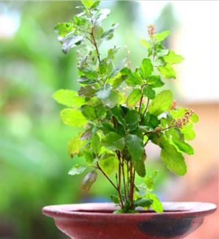 7 benefits of Holy Basil (Tulsi plant)