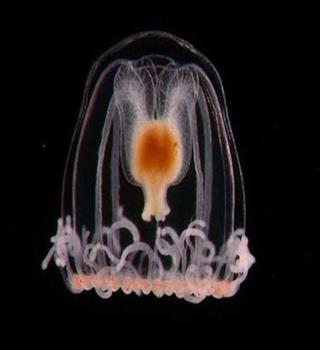 Immortal jellyfish